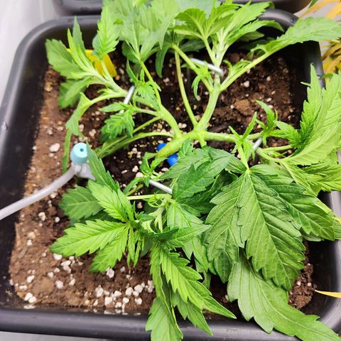 Sensi Amnesia XXL Automatic growlog photo: #1