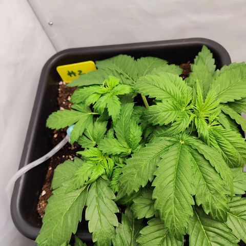Sensi Amnesia XXL Automatic growlog photo: #2