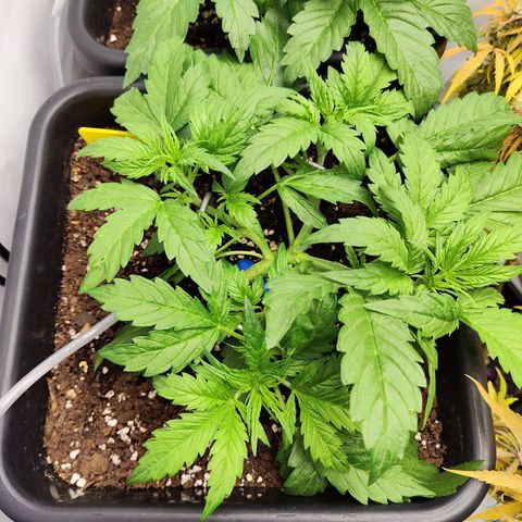 Sensi Amnesia XXL Automatic growlog photo: #1