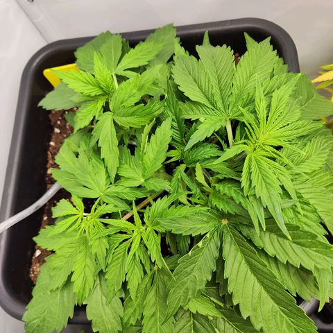 Sensi Amnesia XXL Automatic growlog photo: #2