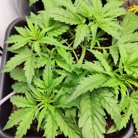 Sensi Amnesia XXL Automatic growlog photo: #1