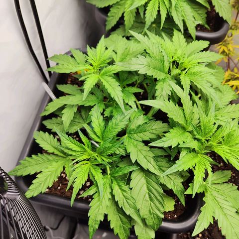 Sensi Amnesia XXL Automatic growlog photo: #1