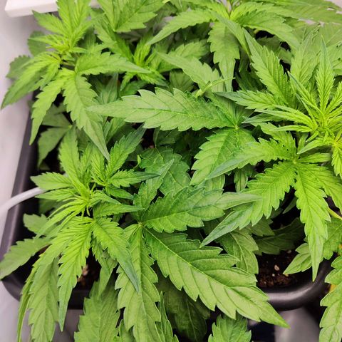 Sensi Amnesia XXL Automatic growlog photo: #1