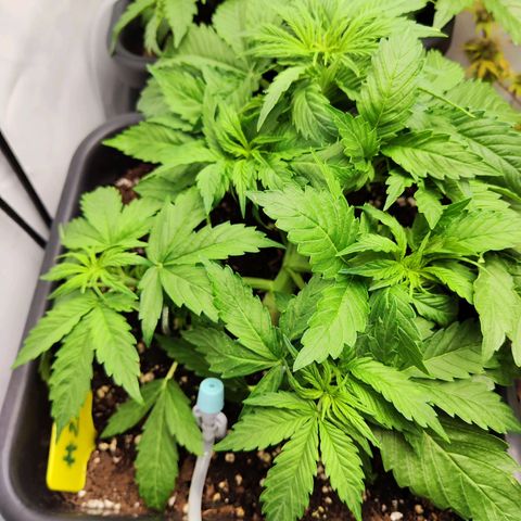 Sensi Amnesia XXL Automatic growlog photo: #2