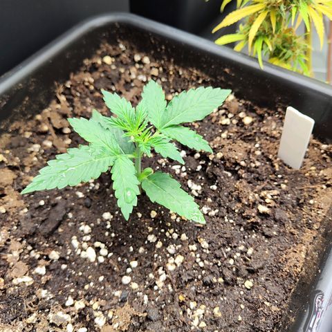 Pineapple Automatic growlog timeline photo