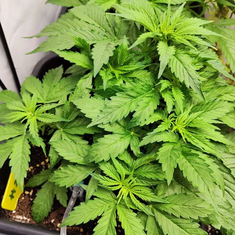 Sensi Amnesia XXL Automatic growlog photo: #2