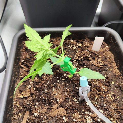 Pineapple Automatic growlog timeline photo