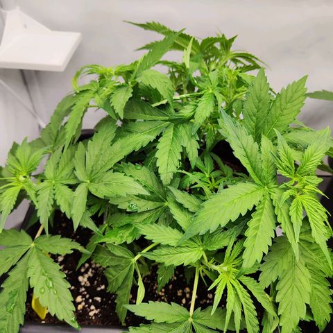 Sensi Amnesia XXL Automatic growlog timeline photo