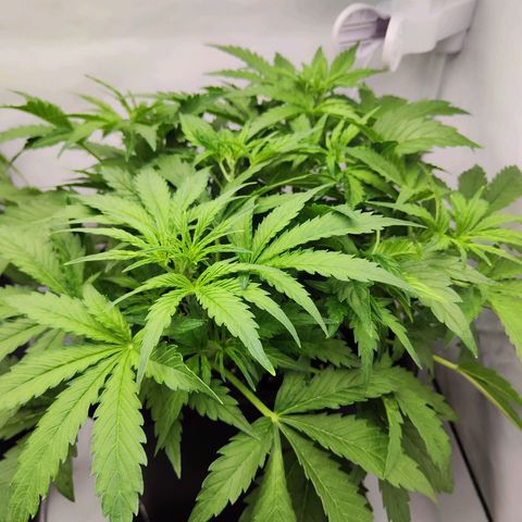 Sensi Amnesia XXL Automatic growlog timeline photo