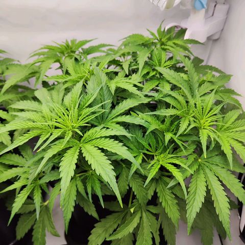Sensi Amnesia XXL Automatic growlog photo: #1