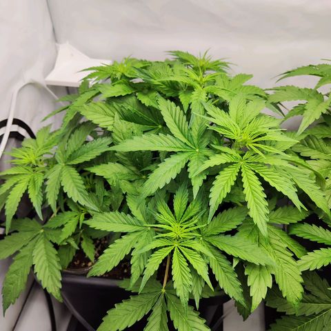 Sensi Amnesia XXL Automatic growlog photo: #2