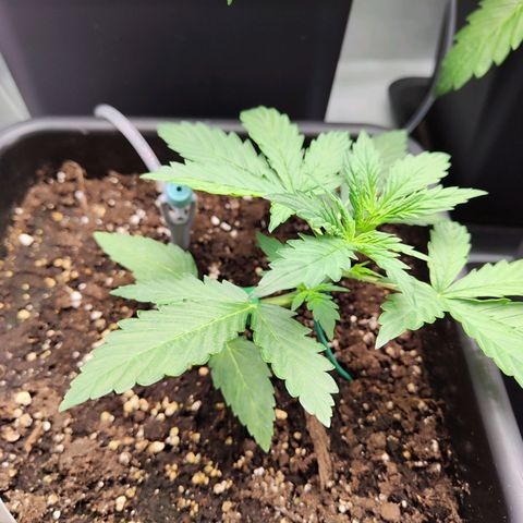 Pineapple Automatic growlog timeline photo