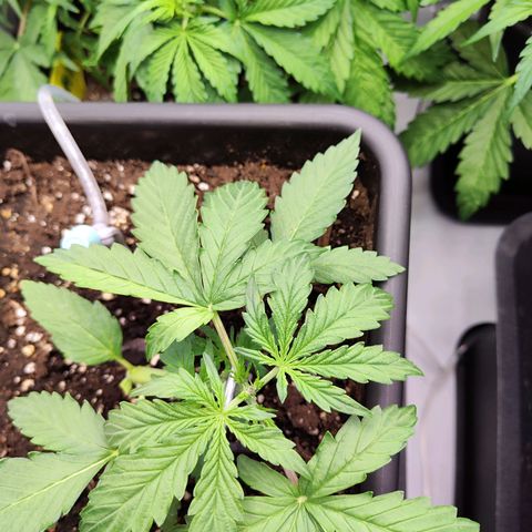 Pineapple Automatic growlog timeline photo