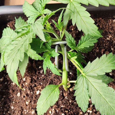 Pineapple Automatic growlog timeline photo