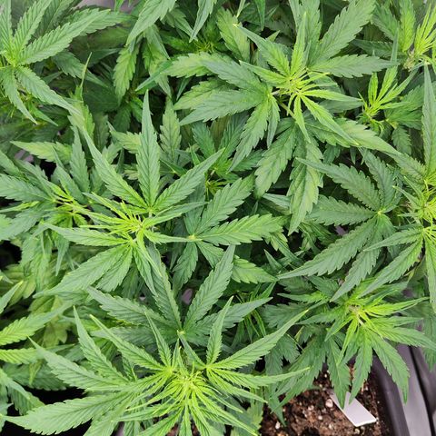 Sensi Amnesia XXL Automatic growlog photo: #1