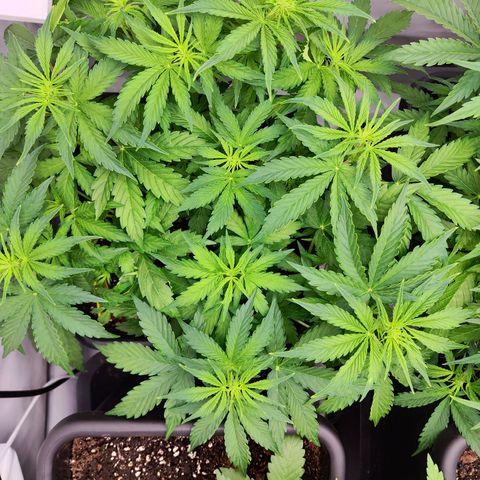 Sensi Amnesia XXL Automatic growlog photo: #2