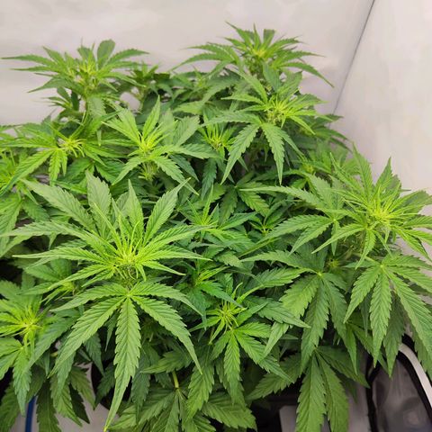 Sensi Amnesia XXL Automatic growlog photo: #1