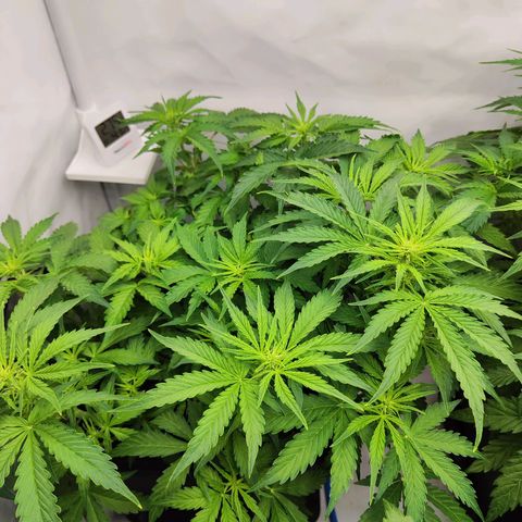 Sensi Amnesia XXL Automatic growlog photo: #2
