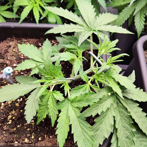 Pineapple Automatic growlog timeline photo