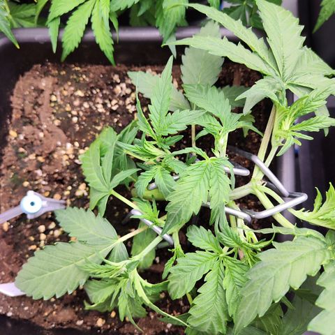 Pineapple Automatic growlog timeline photo