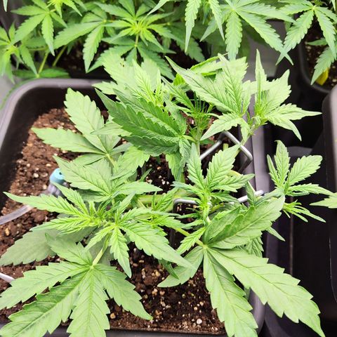 Pineapple Automatic growlog timeline photo