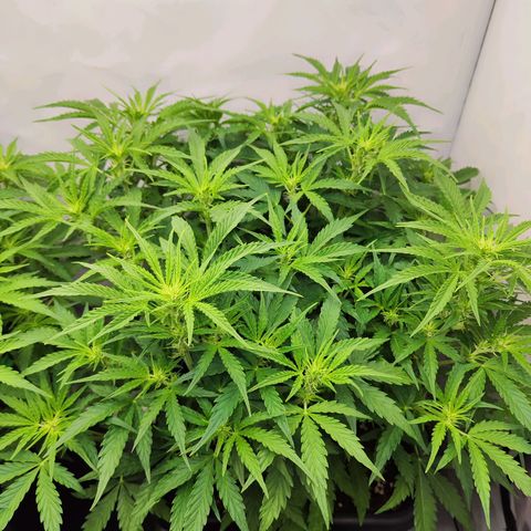 Sensi Amnesia XXL Automatic growlog photo: #1