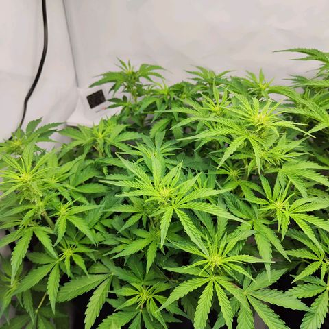 Sensi Amnesia XXL Automatic growlog photo: #2