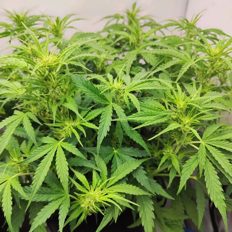 Sensi Amnesia XXL Automatic growlog timeline photo