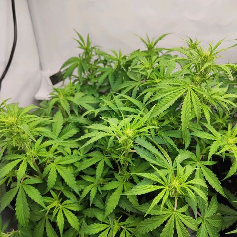 Sensi Amnesia XXL Automatic growlog timeline photo
