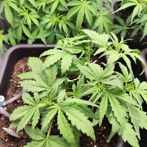 Pineapple Automatic growlog timeline photo