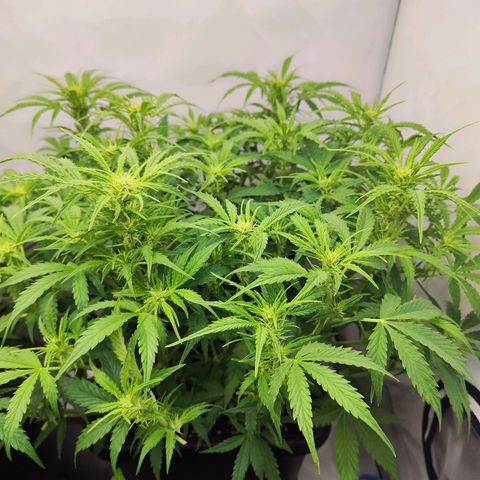 Sensi Amnesia XXL Automatic growlog photo: #1