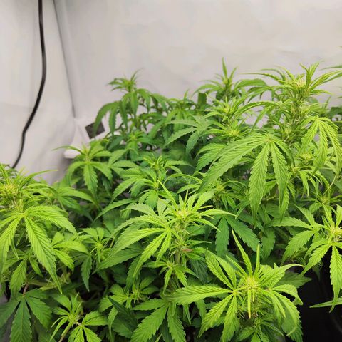 Sensi Amnesia XXL Automatic growlog photo: #2