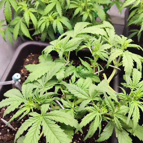 Pineapple Automatic growlog timeline photo