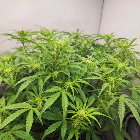 Sensi Amnesia XXL Automatic growlog timeline photo