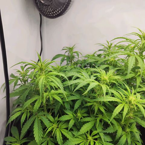 Sensi Amnesia XXL Automatic growlog timeline photo