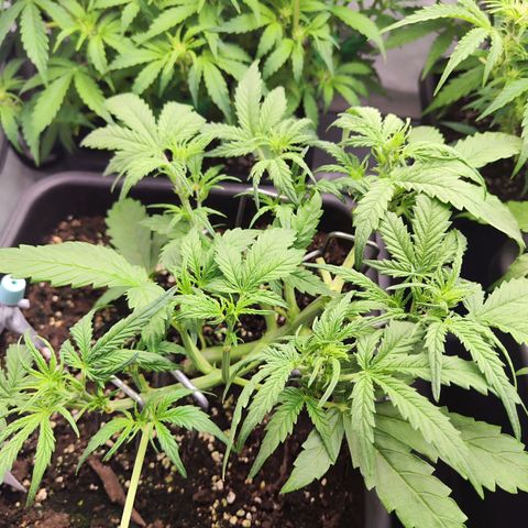 Pineapple Automatic growlog timeline photo