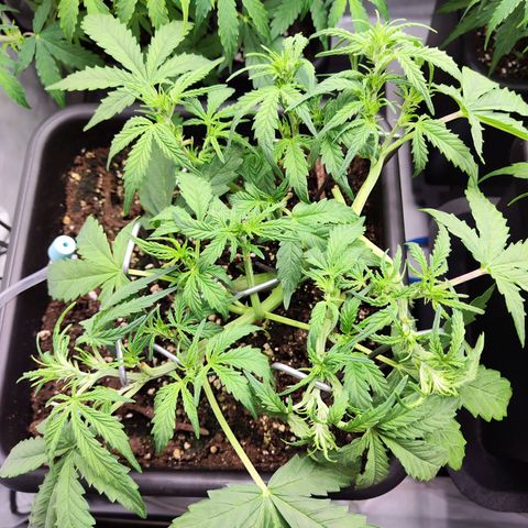 Pineapple Automatic growlog timeline photo