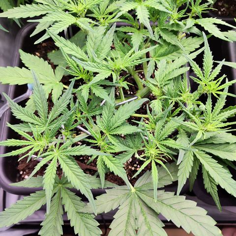 Pineapple Automatic growlog timeline photo