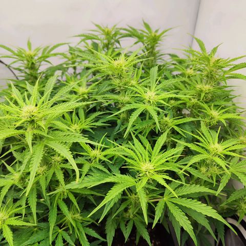 Sensi Amnesia XXL Automatic growlog timeline photo