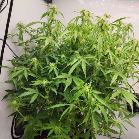 Sensi Amnesia XXL Automatic growlog photo: #2