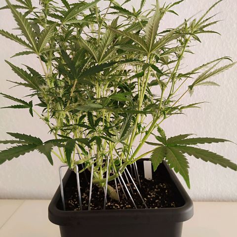 Pineapple Automatic growlog timeline photo