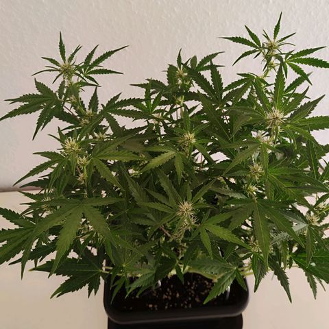 Pineapple Automatic growlog timeline photo