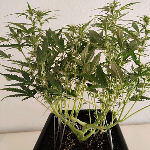 Pineapple Automatic growlog timeline photo