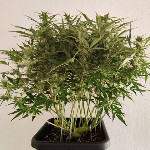 Sensi Amnesia XXL Automatic growlog photo: #1