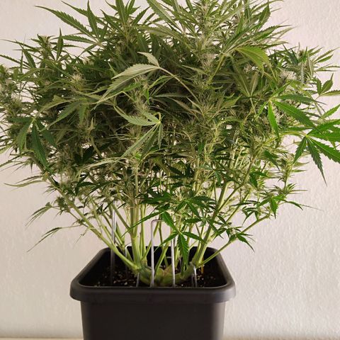 Sensi Amnesia XXL Automatic growlog photo: #1