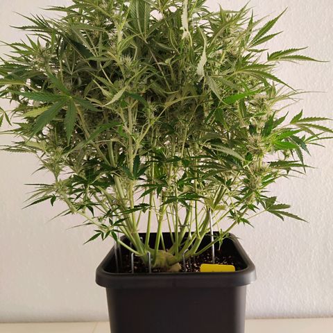 Sensi Amnesia XXL Automatic growlog photo: #1