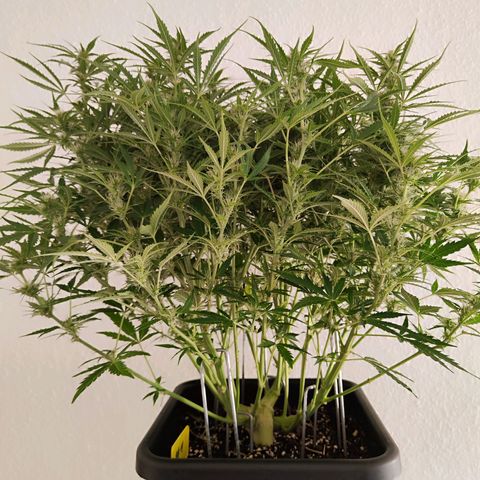 Sensi Amnesia XXL Automatic growlog photo: #1