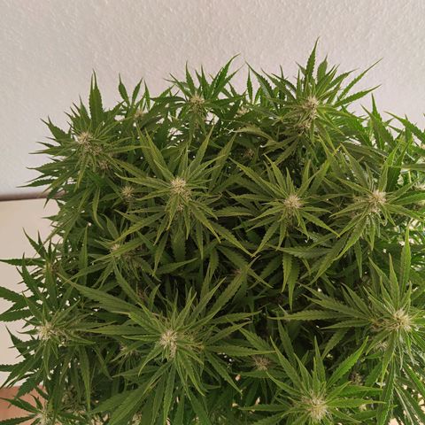 Sensi Amnesia XXL Automatic growlog photo: #1
