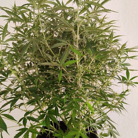 Sensi Amnesia XXL Automatic growlog photo: #2