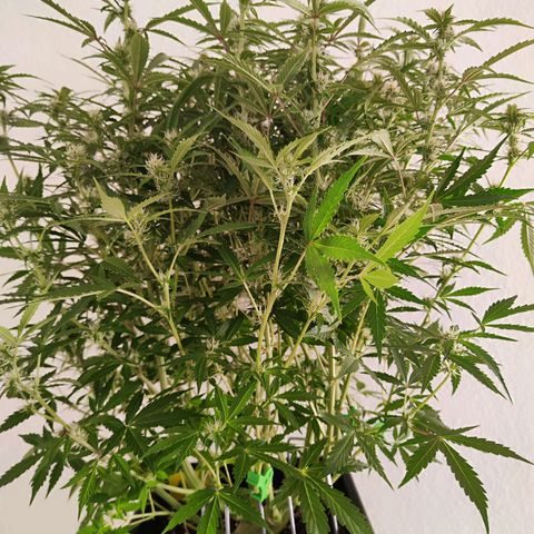 Sensi Amnesia XXL Automatic growlog photo: #2